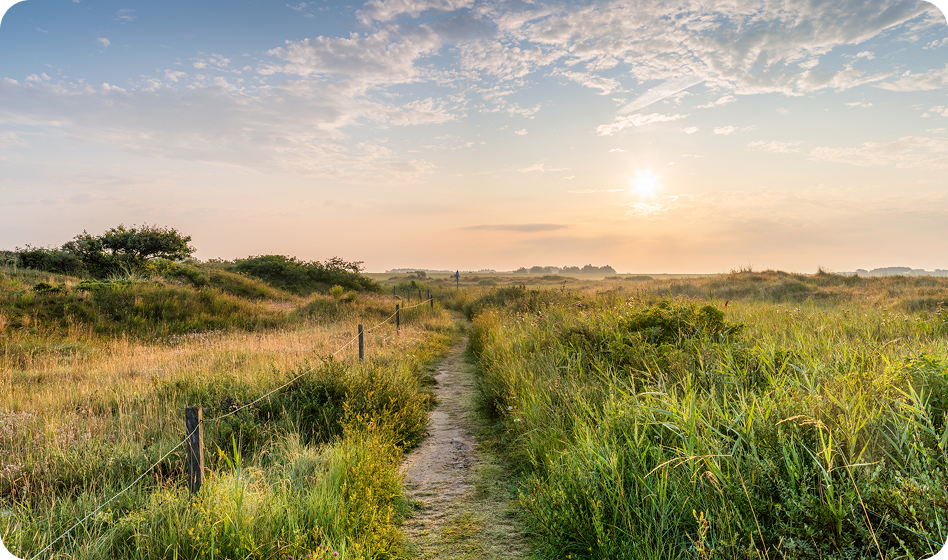 paysage avec chemin