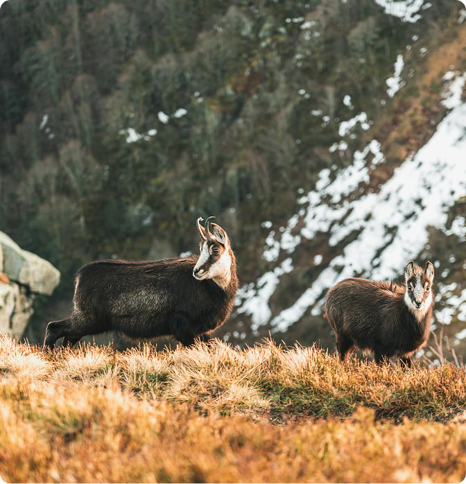 Des chamois dans une prairie de montagne