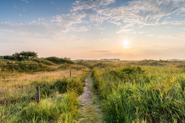 Un sentier entre les herbes hautes au coucher du soleil