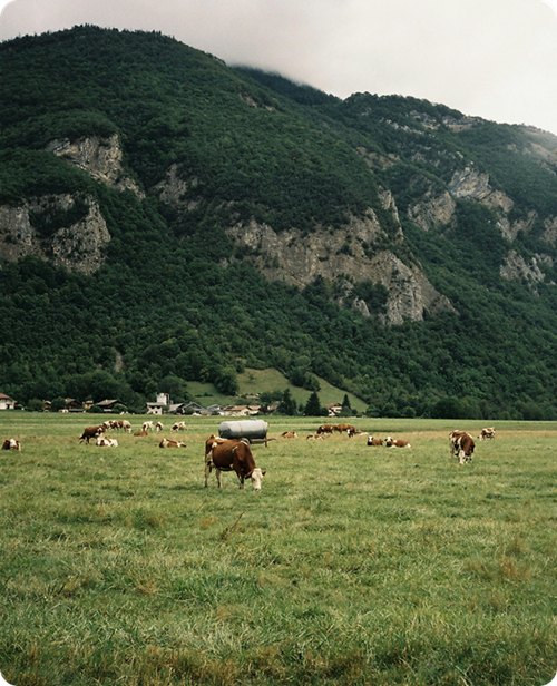 Des vaches paissant dans un alpage bordé de forêts
