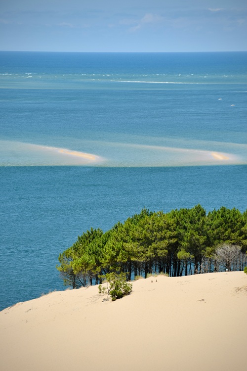 Des pins au sommet de la Dune du Pilat face à l'océan