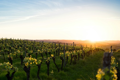 Les vignobles de Saint-Émilion au coucher du soleil